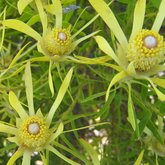 Leucadendron coniferum